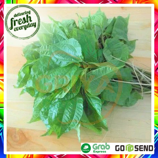 

DAUN POHPOHAN / LALAPAN - PER IKAT