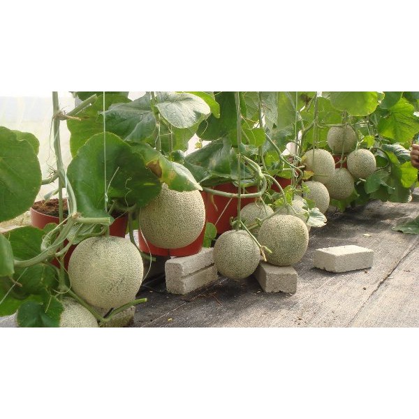 SUPER MURAH--   Benih-Bibit Rock Melon Sonya F1 - BISI