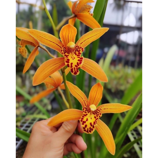 Anggrek Tanah Australia - Cymbidium Chens Ruby (Spike Knop Siap Bunga)