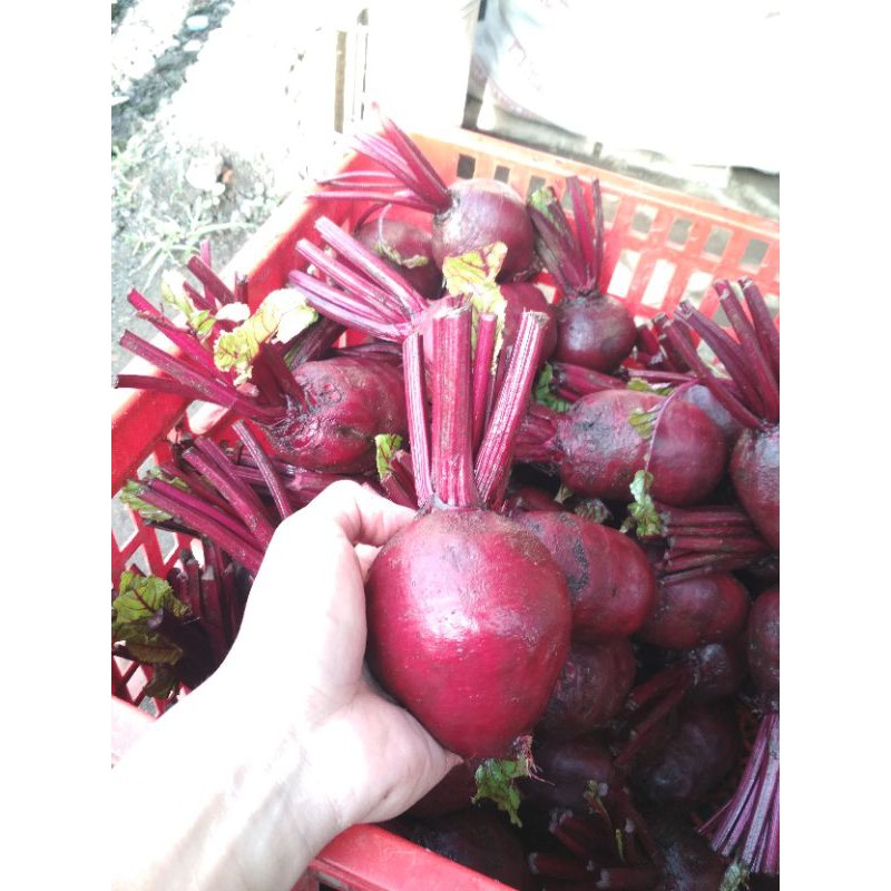 

buah bit segar 1 kg gratis packing