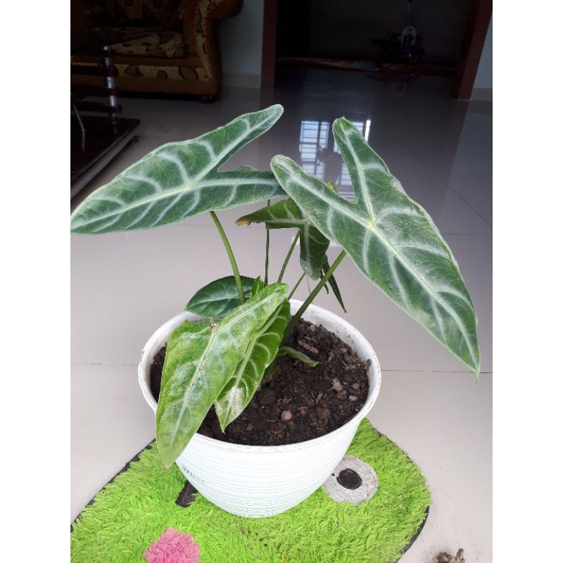 keladi amazon / caladium amazon / caladium murah / keladi murah