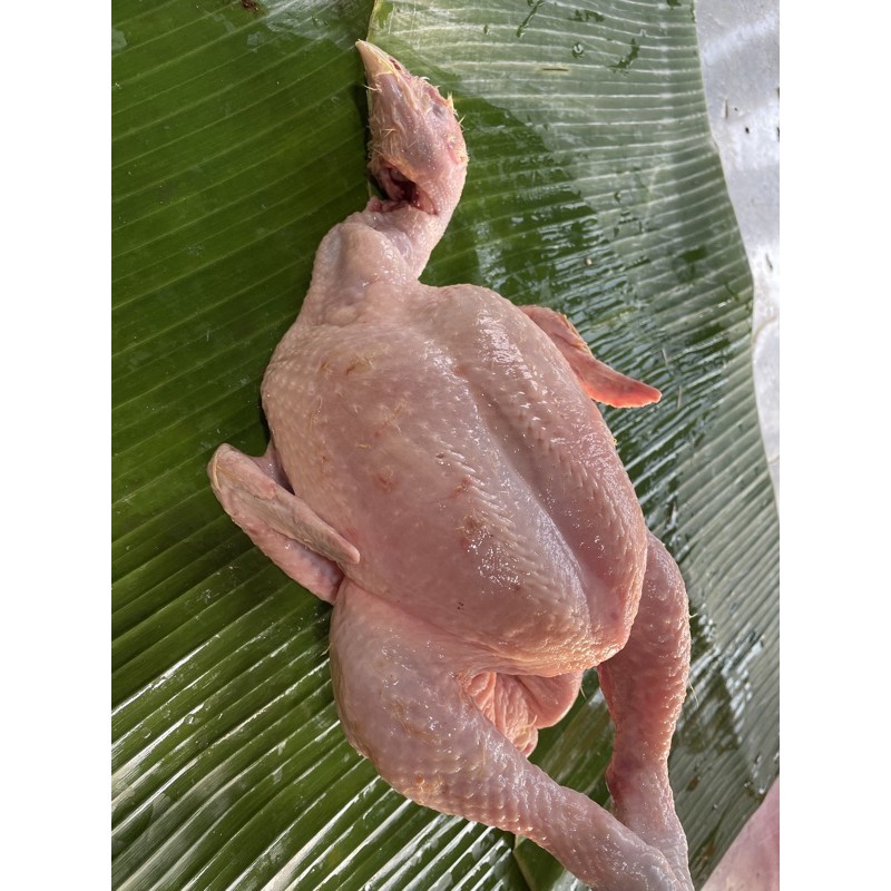 

Ayam - 1 Ekor (BISA REQ POTONGAN)