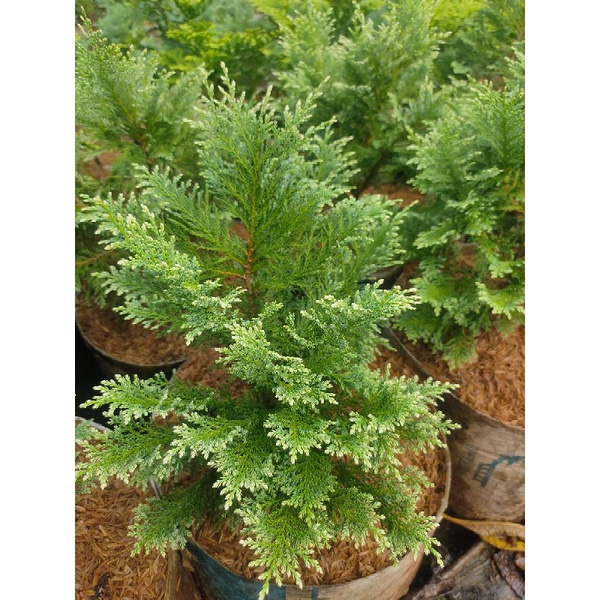 Cemara salju | Cemara inoki putih polybag 30 besar