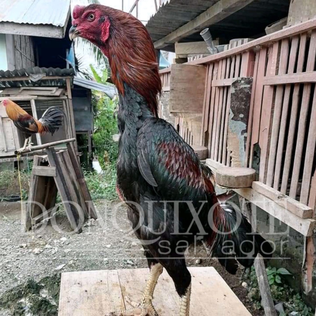 ayam bangkok shamo ori tanpa silang telur tetas