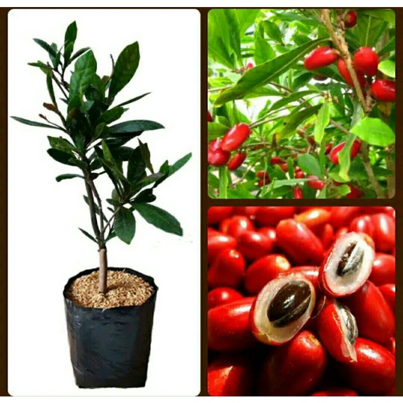 

MIRACLE FRUIT