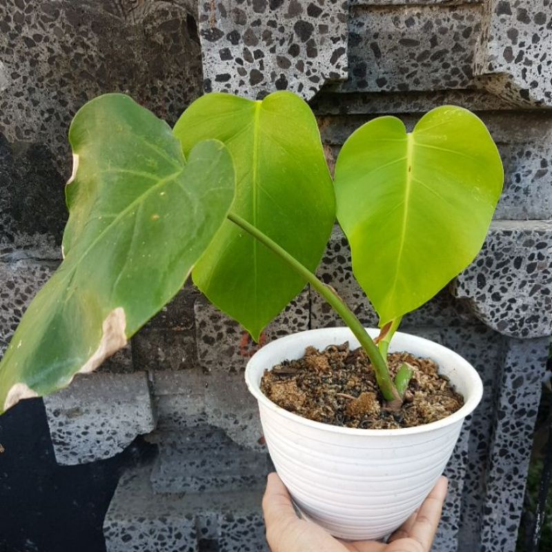 Monstera Varigata Monvar 3 daun