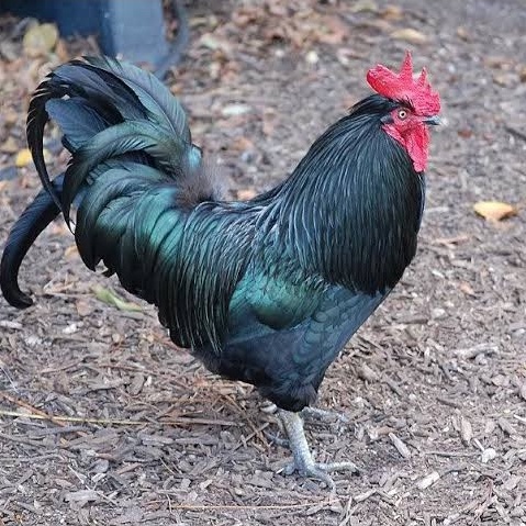 

TELUR AYAM HIAS BLACK AUSTRALORP FERTIL ASLI UNTUK TERNAK