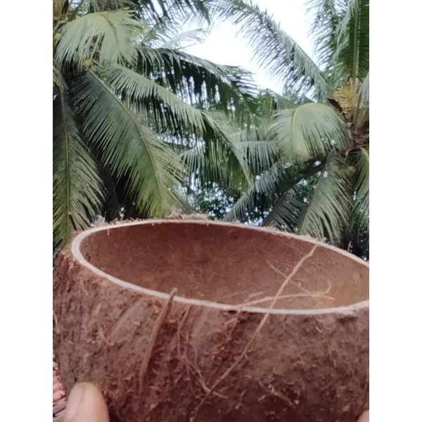 batok kelapa kering