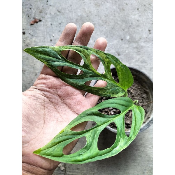 JANDA BOLONG VARIGATA
