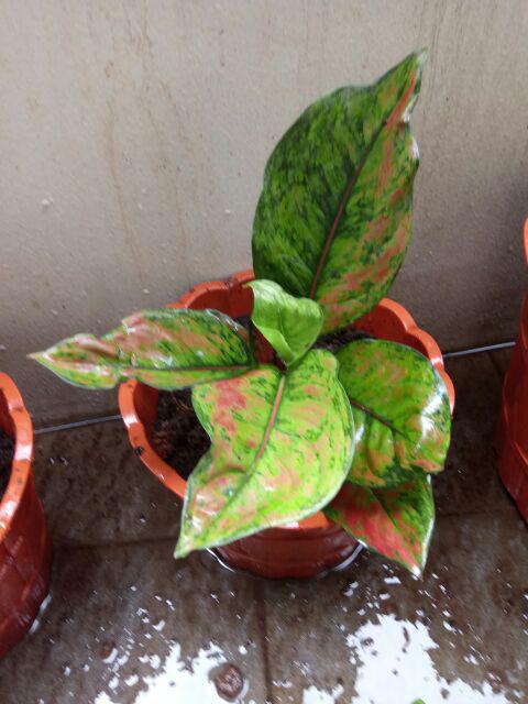 Tanaman Hias Aglonema Engheng-hengheng