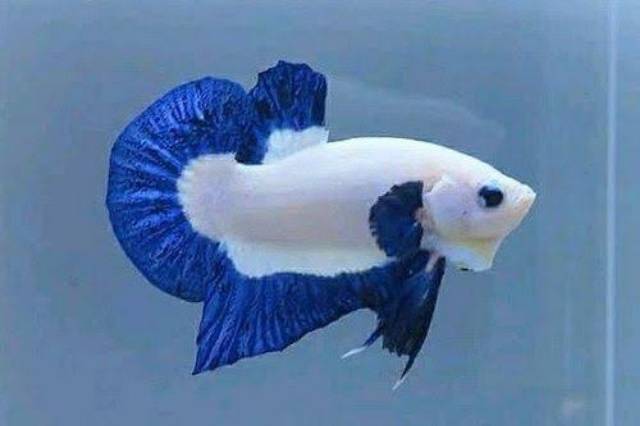 

Ikan cupang Blue Rim