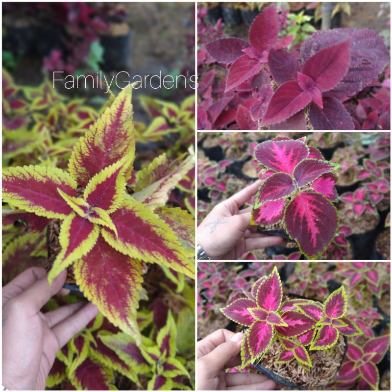Paket Hemat 4 Tanaman Hias Miana / Jawer Kotok / Iler / Coleus