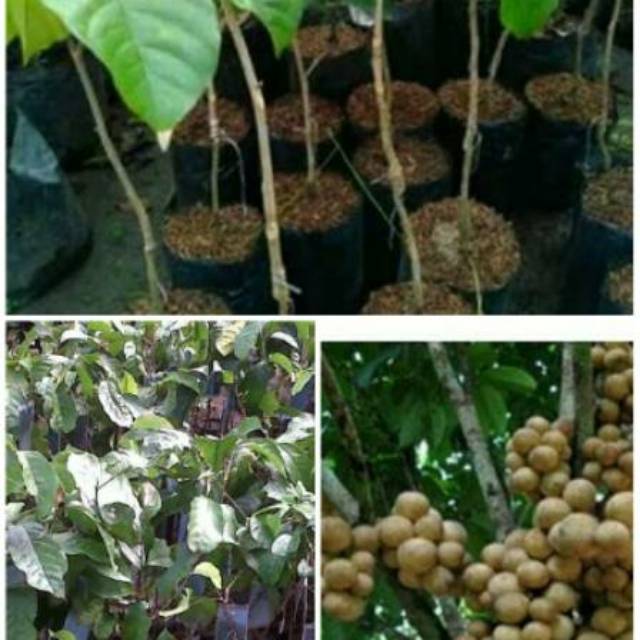 Bibit duku komering duku palembang