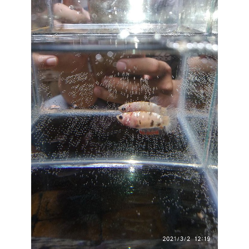 (promo) Cupang plakat female  nemo cooper murah