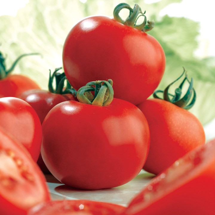 Benih Bibit Biji - Tomato (Standart) Ailsa Craig Seeds - IMPORT