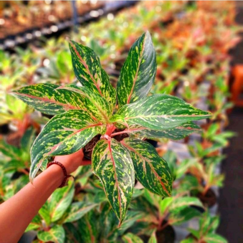 Aglonema Butterdly Tanlok Anakan / Agalonema Butterfly lokal