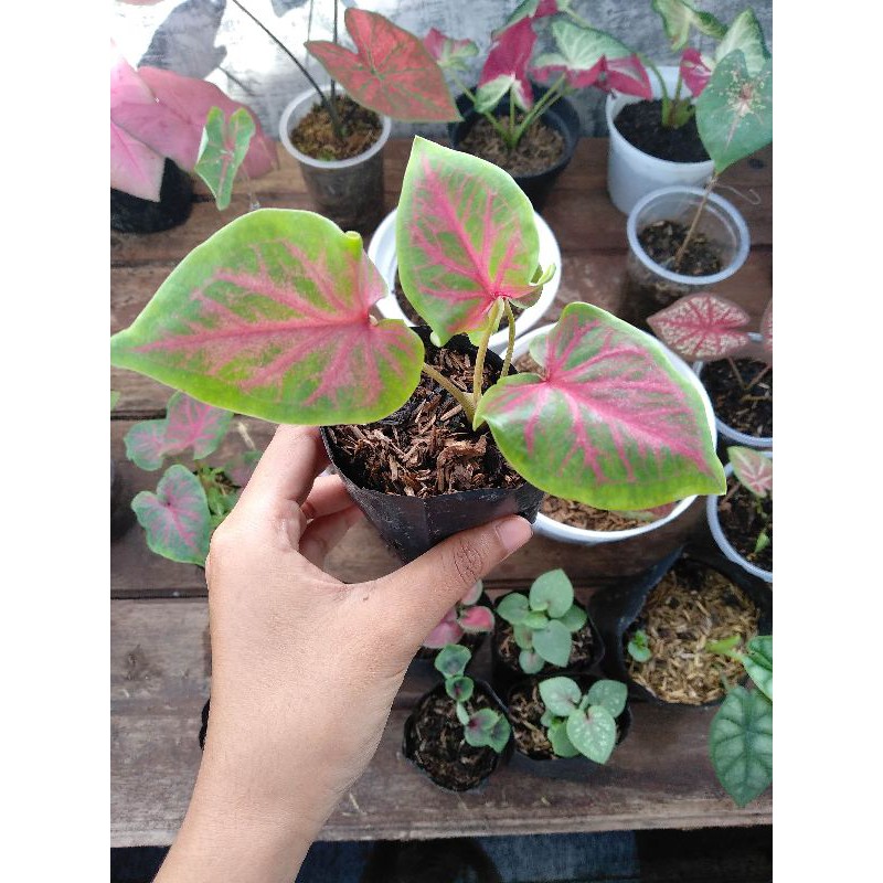 Anakan Keladi Caladium Lance Worton