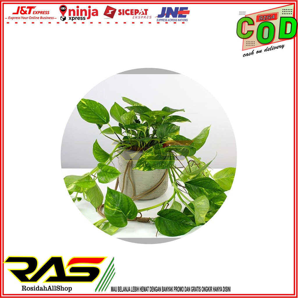 Sirih gading /sirih gading varigata/sirih gading tanaman