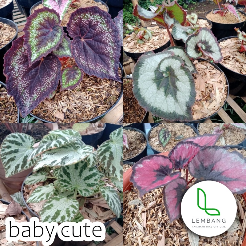 Begonia Tanaman Hias Rex Keong Silver Karpet Bunga Bibit Begonia Polkadot Murah Sp Tapak Macan Merah