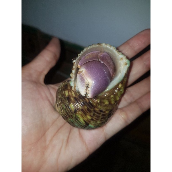 kelomang jumbo xxl dapat 2