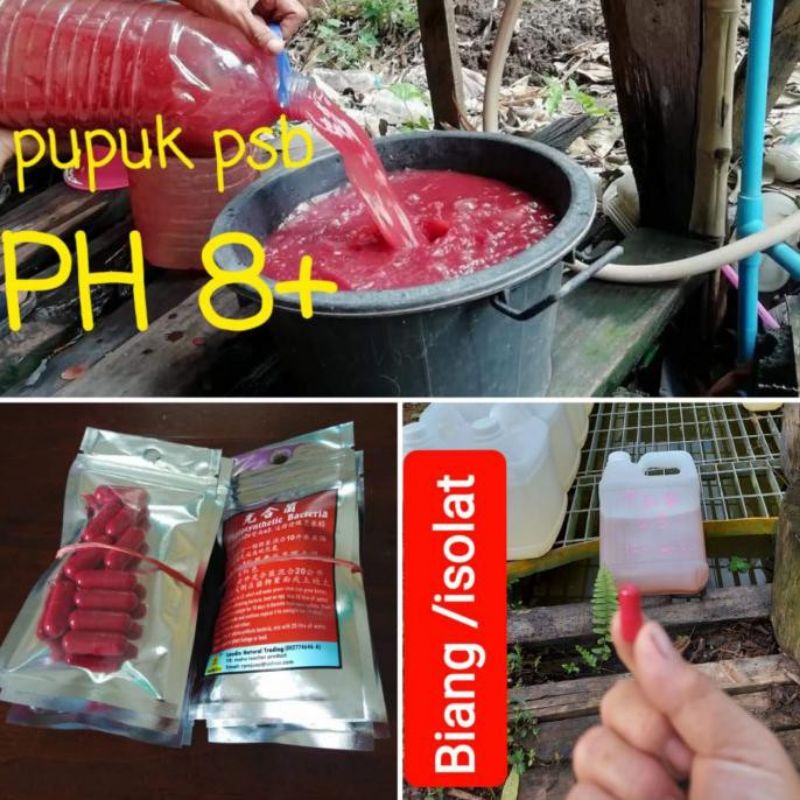 Kapsul Biang Isolat Bakteri Fotosintesis PSB Asli
