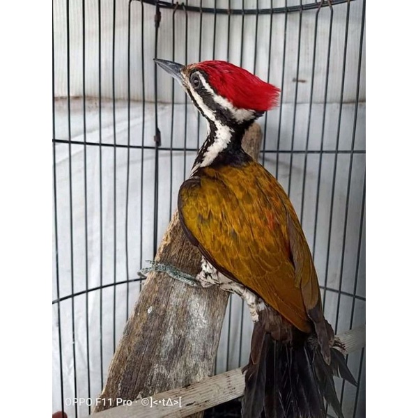 Jual burung platuk bawang jantan dan betina | Shopee Indonesia