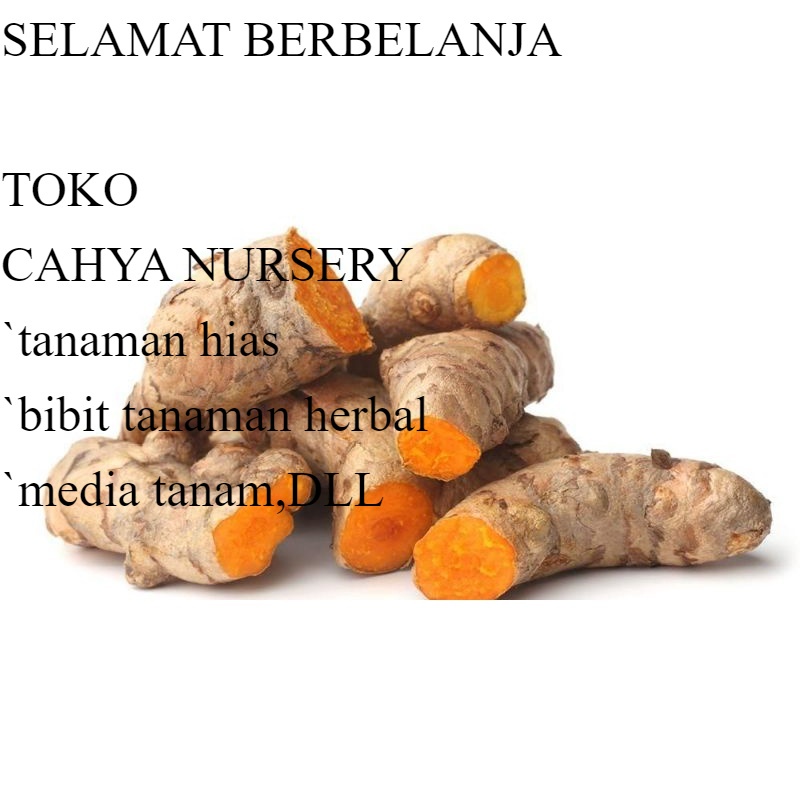 

PROMO Temulawak segar 1kg temu lawak umbi basah fresh