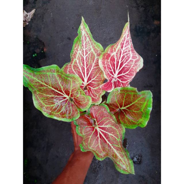 Bunga Tanaman Hias Caladium Thailand Lipstik Shopee Indonesia