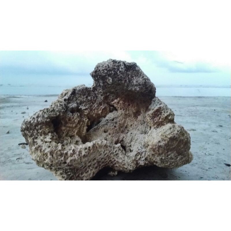 Batu karang besar batu karang Goa lubang besar Aquascape aquarium bonsai