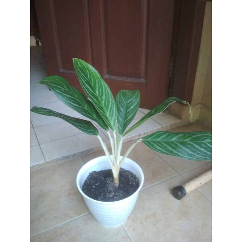 Aglonema cobra + pot tawon