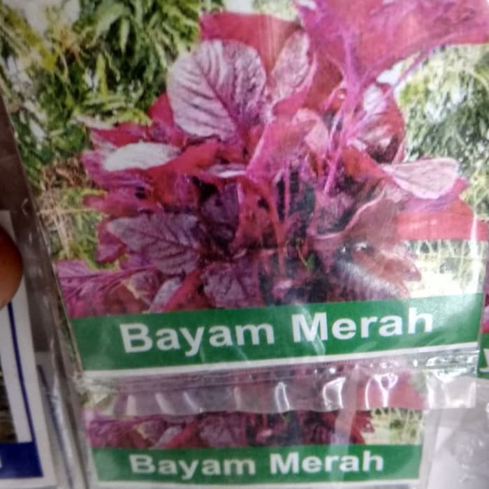 Biji bayam merah bibit bayam merah