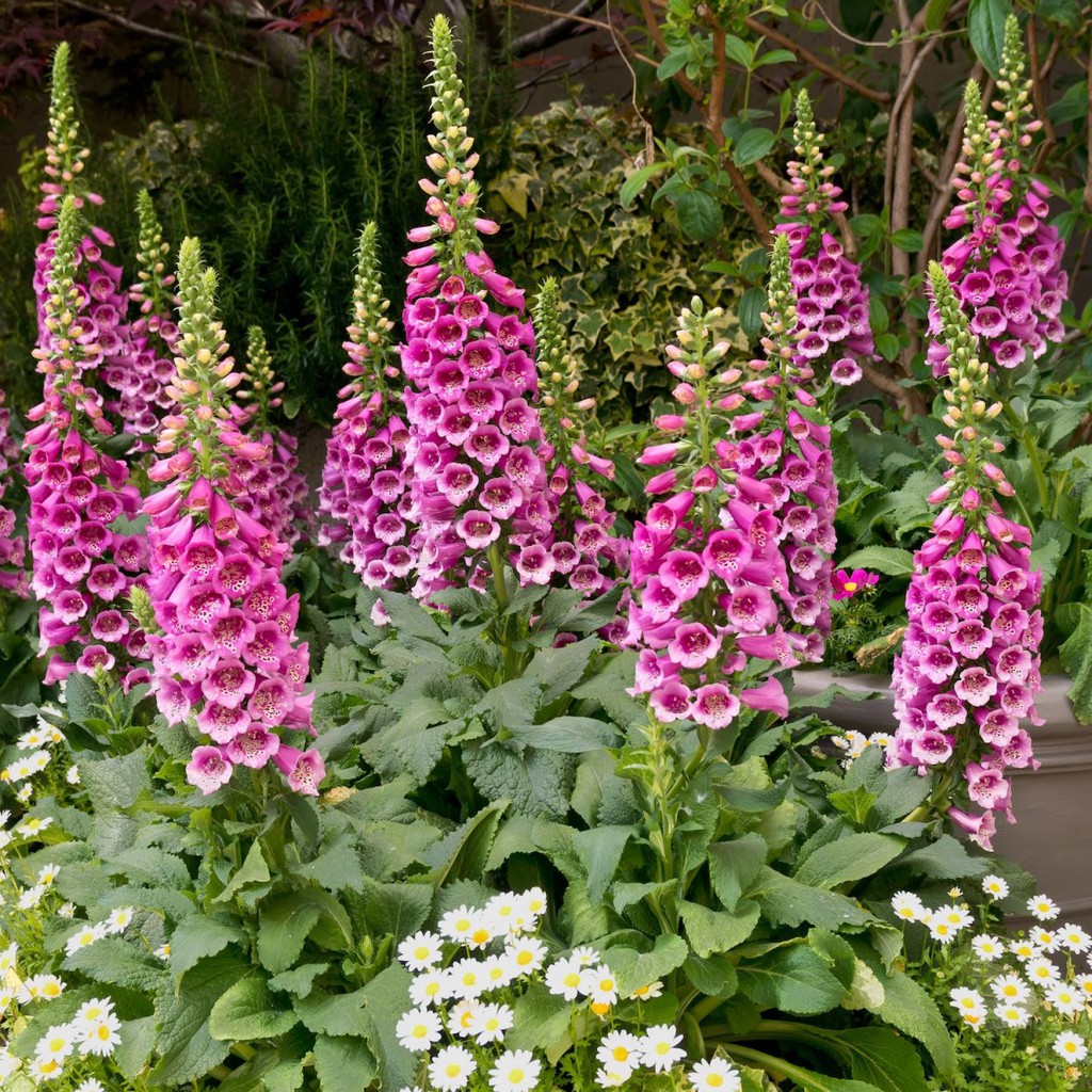 [Best Selling] 40 Seeds - Foxglove Mixed Flower Haira Seed Biji Benih Bunga - SR0098