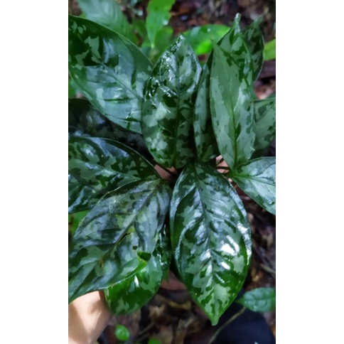 homalomena army atau homalomena two color