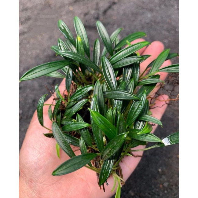 termurah aridarum/clumss