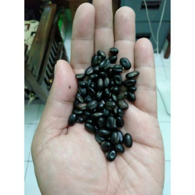Benih Mucuna bracteata(MB) Lokal