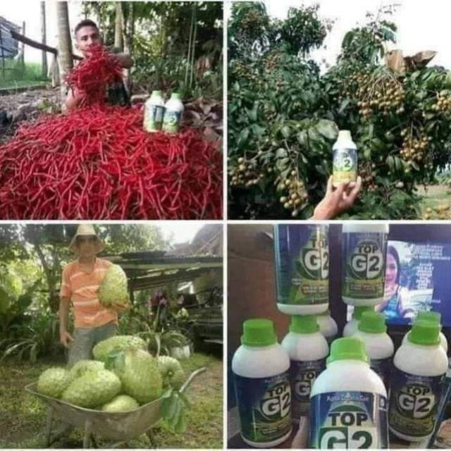 Top G2 (pupuk organik cair)