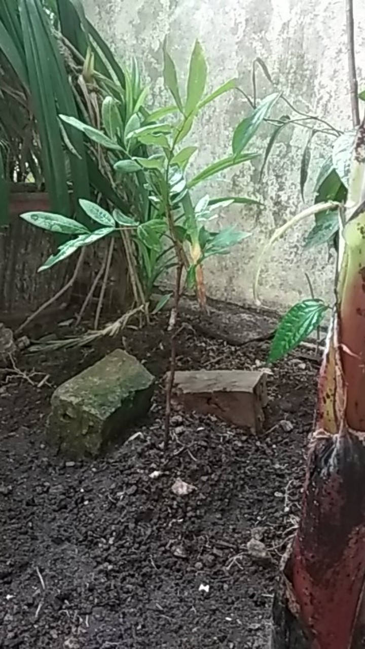 Bibit Kelengkeng Matalada