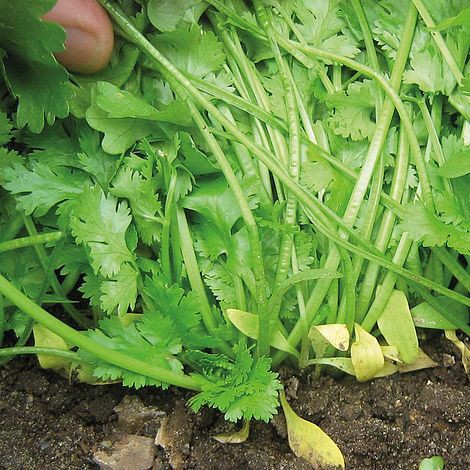 Benih Bibit Biji - Daun Coriander Calypso Herb Seeds - IMPORT