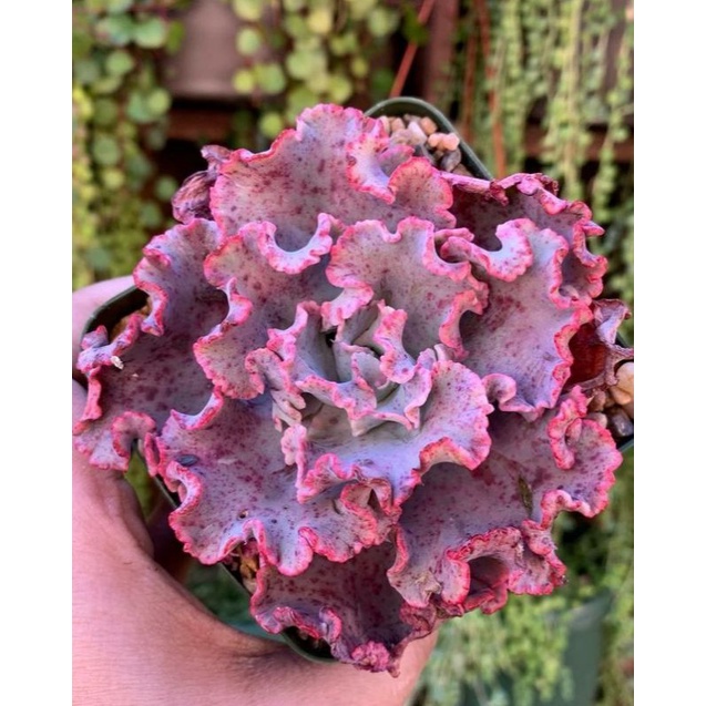 Sukulen Echeveria shaviana Blue Waves | Echeveria Chantily Pink | Sukulen Kol