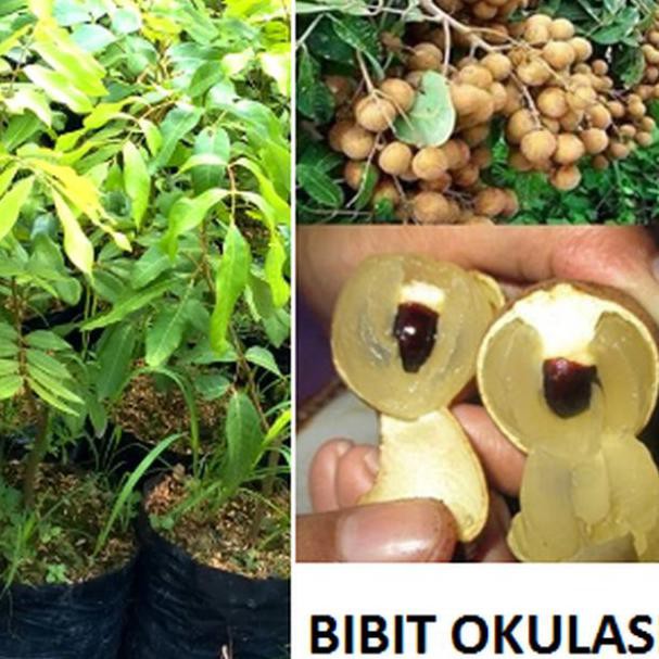 Bibit Lengkeng Pohon Okulasi Cangkok Lengkeng Kelengkeng Kode 710