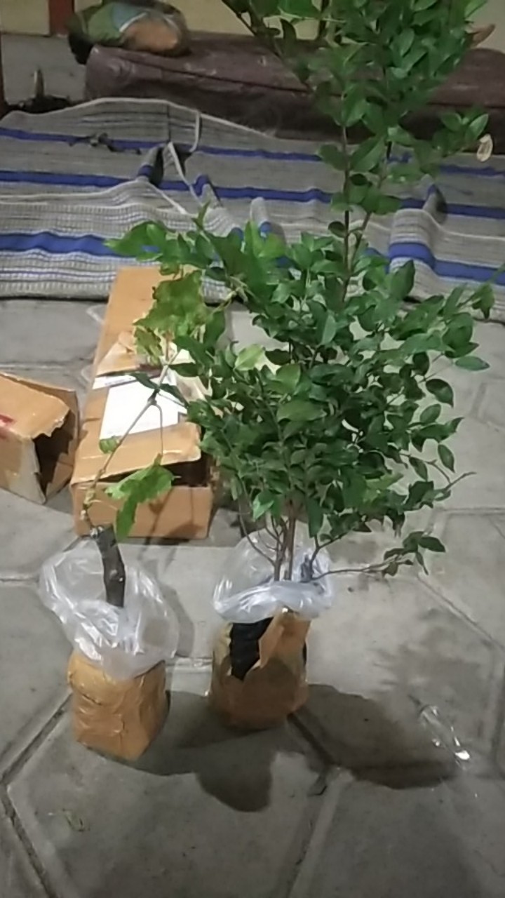 Bibit Anggur Impor Julian Grape Super Asli