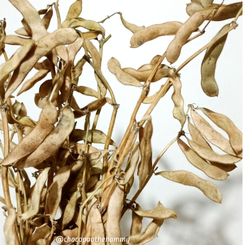 

Soy Bean Stalk | chocopaothehammy