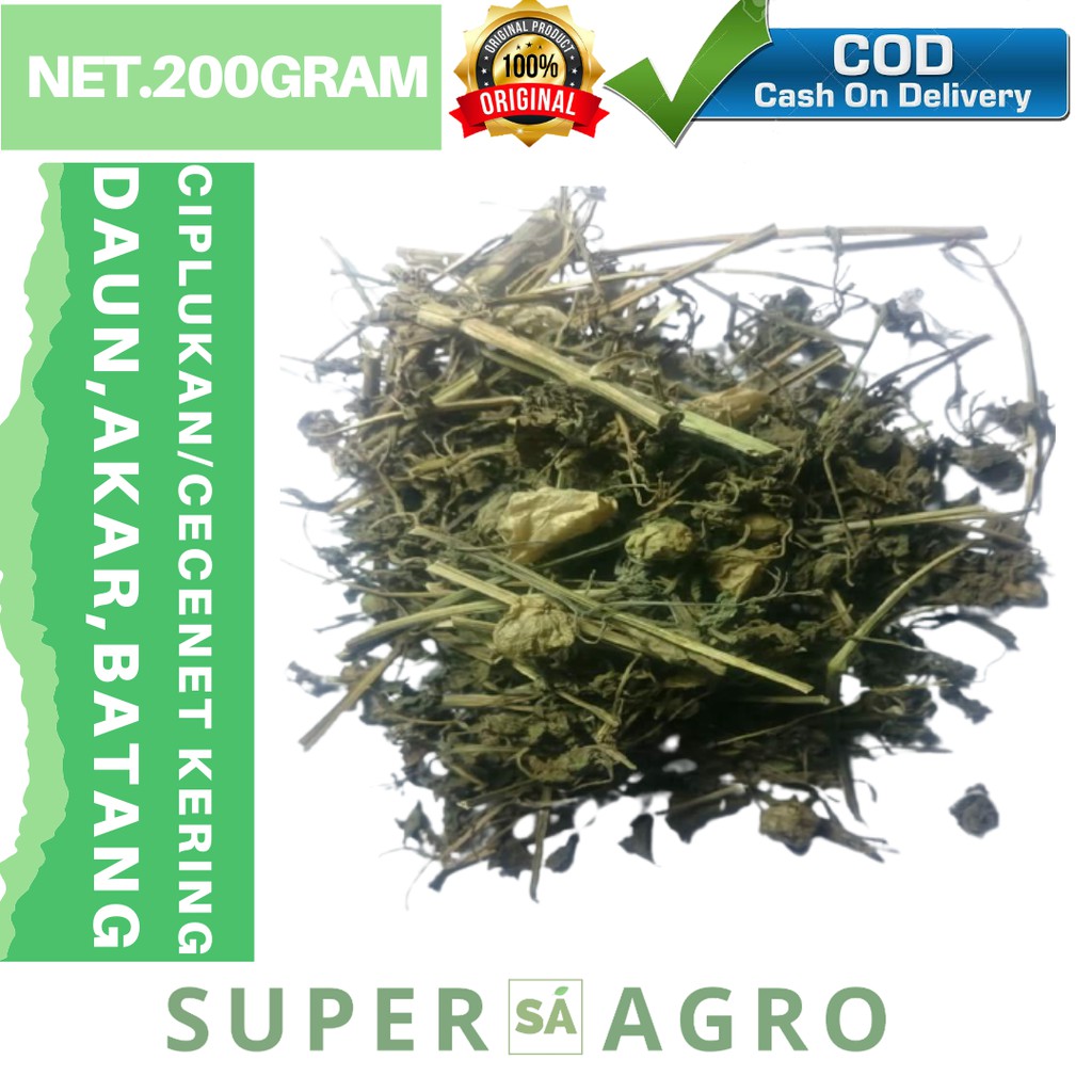 Ciplukan Kering - Daun Ciplukan Kering Murah - Berat 200gr