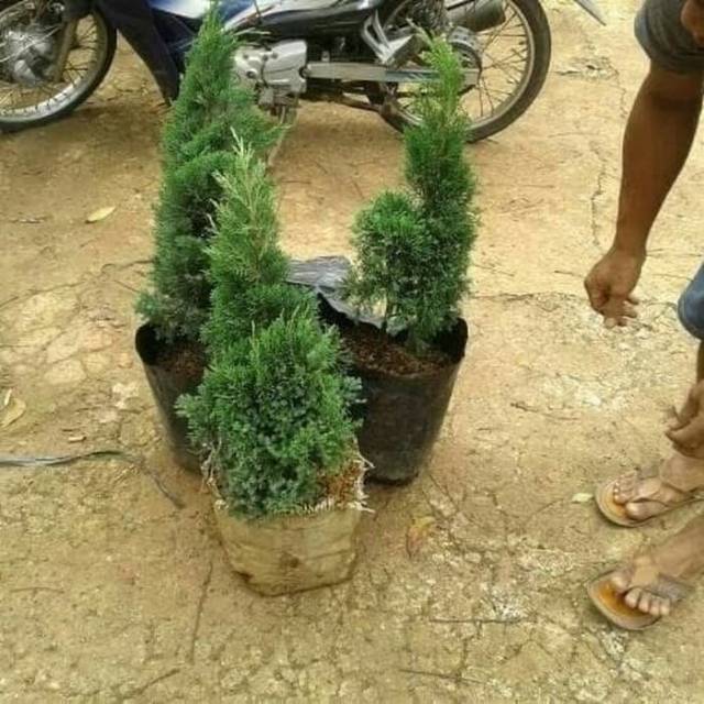 Tanaman Pohon Cemara Lilin / Cemara Lilin