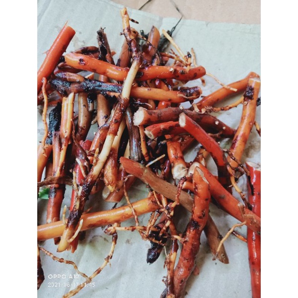 

akar pohon kelapa segar 1kg