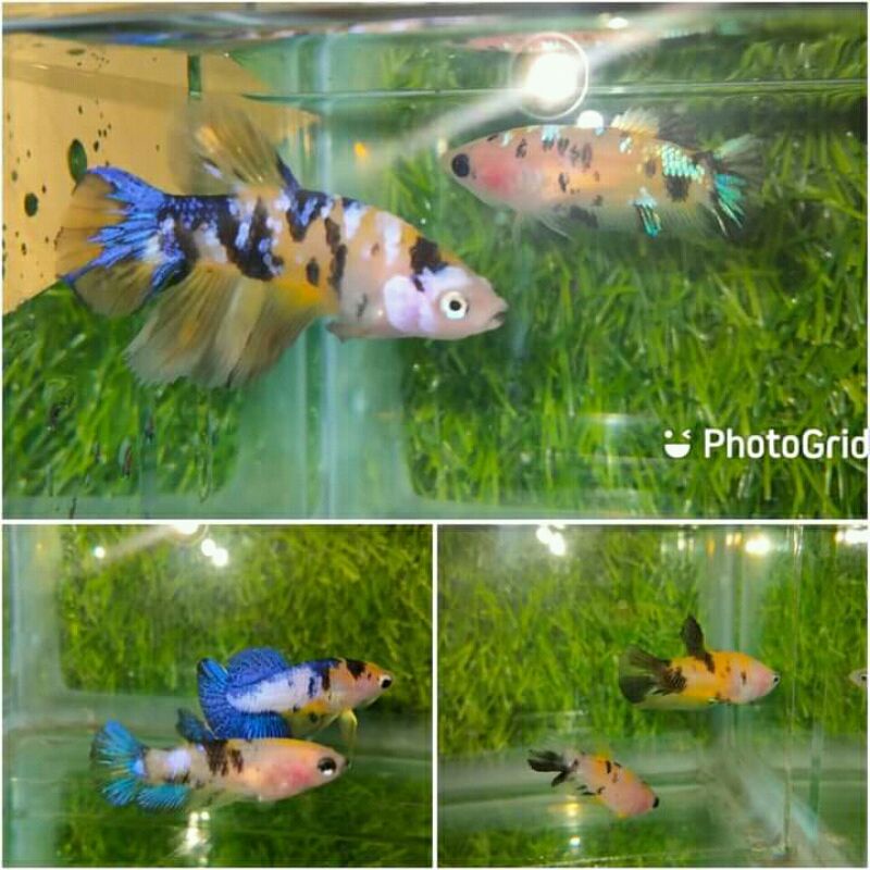 cupang yellow base 1pair