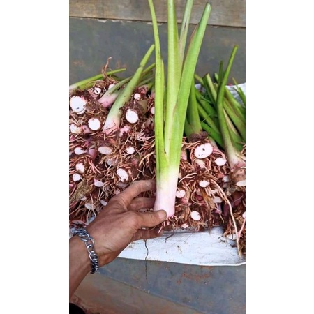 bibit talas pratama 2 / talas jumbo super pulen