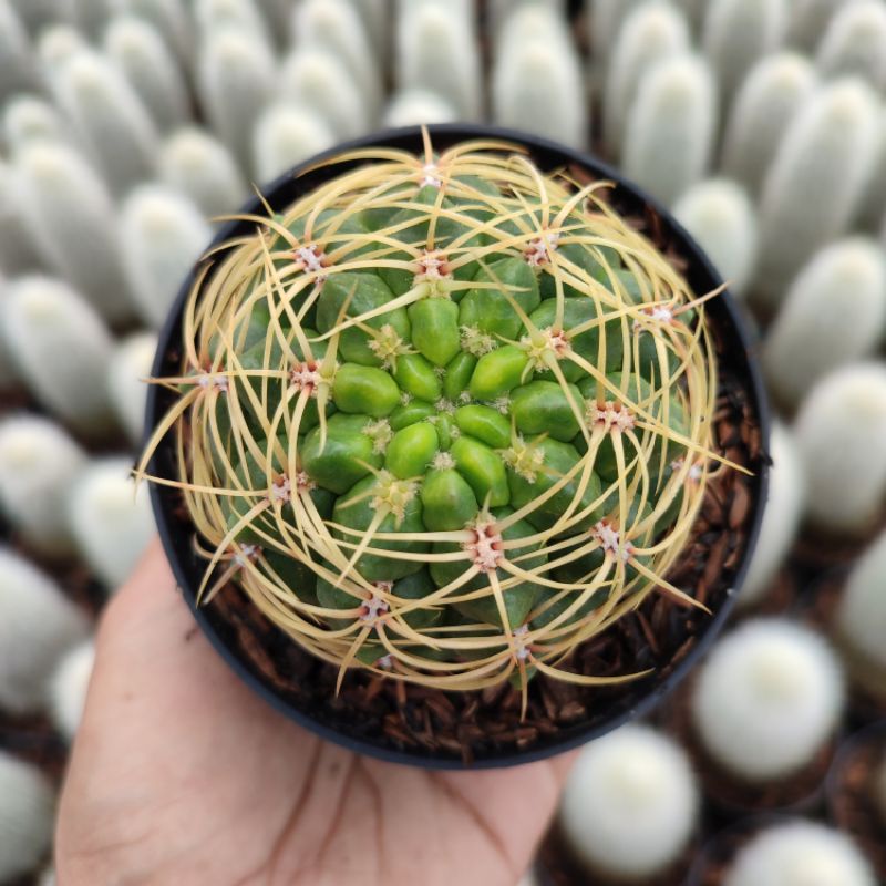 Gymnocalycium Multiflorum  | Kaktus