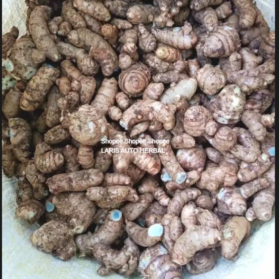 

temu ireng hitam obat herbal