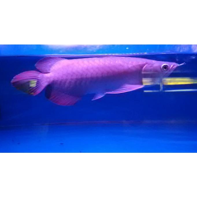 [[ Eferiusaya ]] Arwana sr 25cm